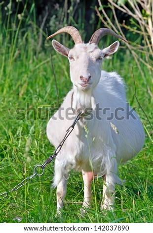 white goat standing in the grass vertical picture
