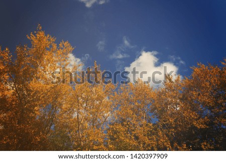 toned picture with soft contrast, trees with yellow autumn leaves and blue sky