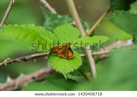 Large Skipper Butterfly on Leaf in Springtime