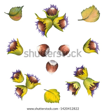 Set of forest hazelnuts and leaves. Watercolor illustration on white background. Isolated elements for design. 