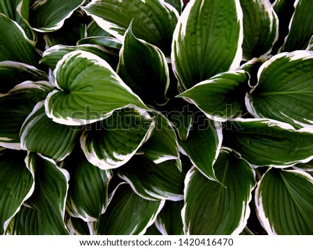 Green and White Variegated Hosta Plant Growing. Creative layout made of green leaves. Juicy foliage. Beauty natural background for design or as a texture. Tropical concept.