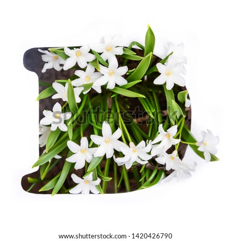 The letter D of the English alphabet of small white chionodoxa flowers
