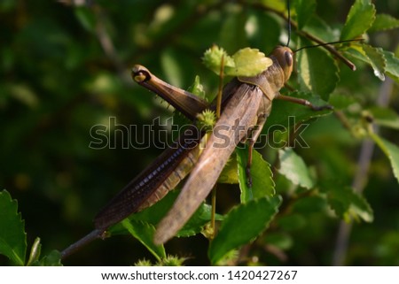 

photos of grasshopper insects with green leaf beckground
