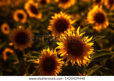 
field of sunflowers at the sunset