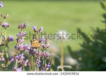 Red Admiral butterfly on a sage flower