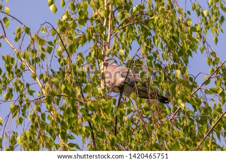Gigantic gray dove on birch with young leaves