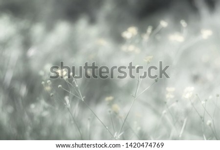 Floral nature background. Romantic soft image of vintage background, toning design of nature with shallow depth of field.
