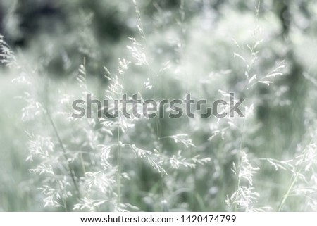 Floral nature background. Romantic soft image of vintage background, toning design of nature with shallow depth of field.