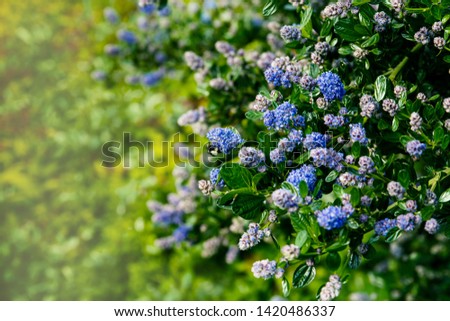Beautiful blue California Lilac (ceanothus) in bloom; cluster of small Blue flowers in the spring
