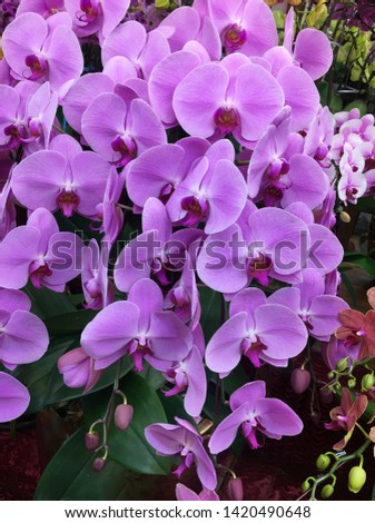 fresh beautiful vivid colorful orchid outside in garden



