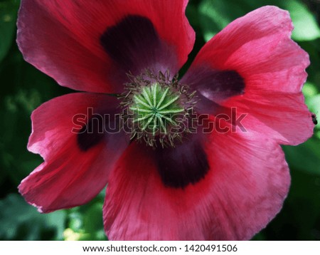Large red poppy in the roadside