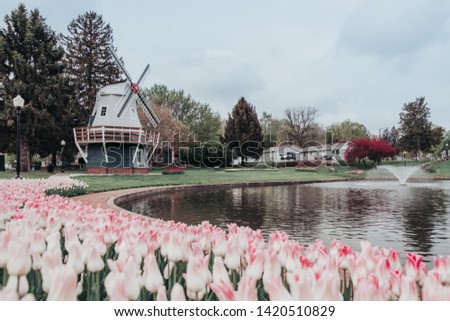 Pink tulips around a pond with a Dutch windmill and other beds of tulips and spring trees in the Sunken Gardens Park in Pella, Iowa in the spring time.  Royalty-Free Stock Photo #1420510829