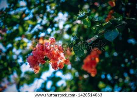 Beautiful Pink Orange Flower Growing on a Tree