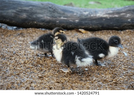 Outdoor young duckling on the rice husk, Raising in a confined space or in a duck coop, Small ducks standing together as a group, Close-up of cute ducklings in the morning