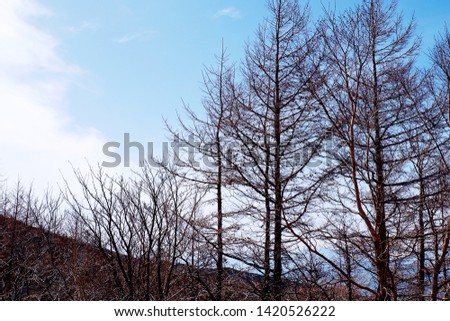 Picture of beautiful view outside the patio with snow mountain and autumn trees under the bright blue sky
