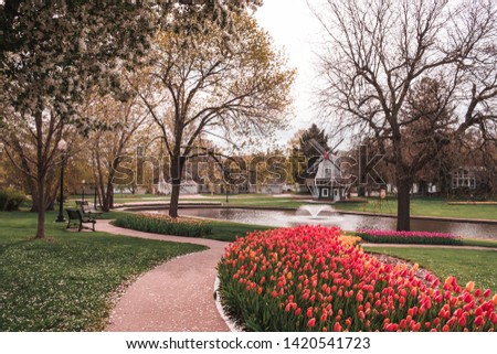 Pathway lined with beds of Tulips in Sunken Gardens Park, Pella, Iowa, USA. Colorful blooming tulips. Dutch windmill, park benches, pond with water feature. Annual Tulip Time Festival.  Royalty-Free Stock Photo #1420541723