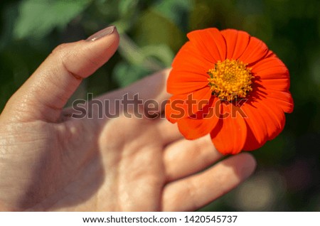 Image of beautiful red dahlia holding flower in hand