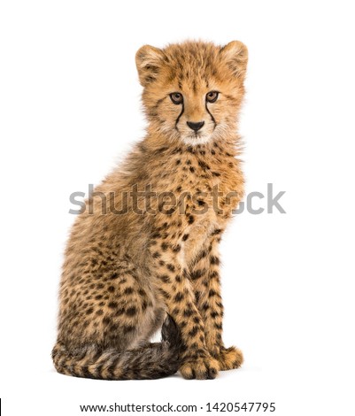 three months old cheetah cub sitting, isolated on white