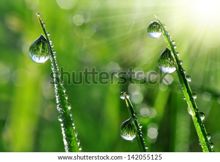 Dew drops close up