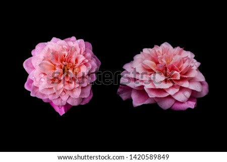 Beautiful Pink rose isolated with Black background.(Bishop's Castle rose.)