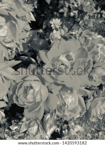 Cool retro or vintage background or screen saver with floral design. Black and white roses from rose bush