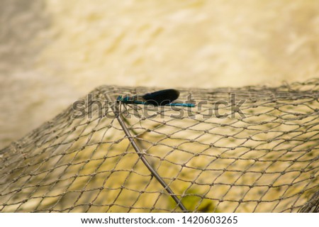 Beautiful blue dragonfly on a fishing net.Beautiful dragonfly sitting on a metal fishing cage.Dragonfly on a metal grid for fishing.