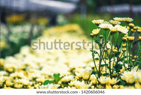 Flowers of yellow garden chrysanthemum, blurred background