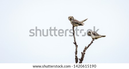 close up of hawk owls protecting their nest. The picture is taken in north norway in the spring