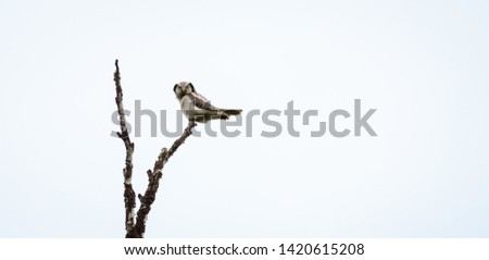 close up of hawk owls protecting their nest. The picture is taken in north norway in the spring
