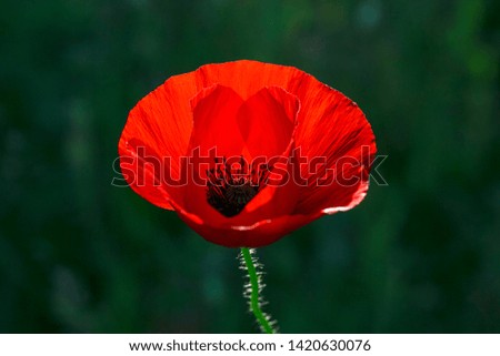 Single red poppy with a dark background. 