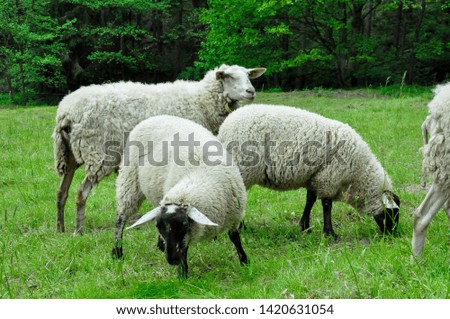 Recording of a flock of sheep (brown and white sheep) on a pasture in the mountains