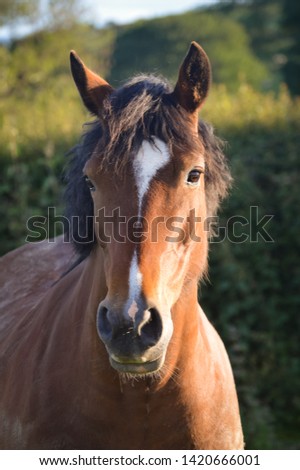 Headshot of a beautiful sweet Welsh Section D bay mare (brown body black tail) relaxing in the field in the summer sun in North Wales