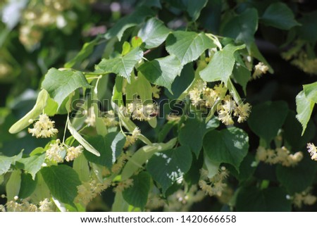 Linden. Lime Tree. Linden flowers blooming in spring. Image.