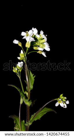 Picture of the thale cress flower, mouse-ear cress or arabidopsis, Arabidopsis thaliana.