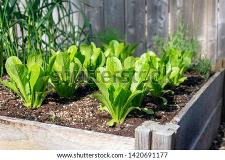 A backyard edible garden in raised beds is filled with romaine lettuce and onions thrives in the sun. Royalty-Free Stock Photo #1420691177