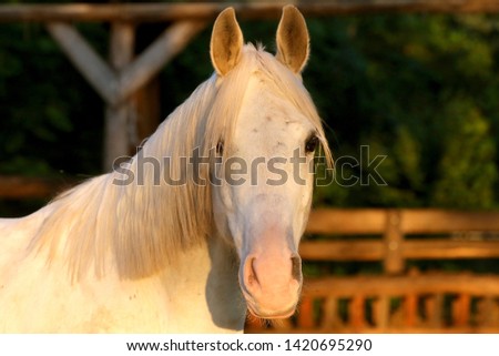 Portrait of a purebred gray arabian stallion. Closeup of a young purebred horse. Purebred young shagya arabian horse posing at golden hour on rural animal farm
