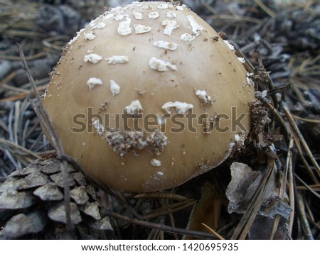 Amanita pantherina in Altai. pine forest. Poisonous, poisonous fungus.

