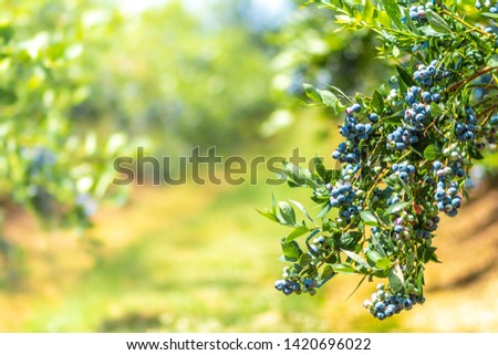 Blueberries in field ready to be picked. Royalty-Free Stock Photo #1420696022