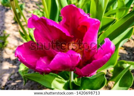 Blooming beautiful tulip in spring or summer, natural background of nature.