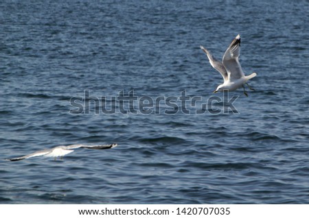 two seagulls doing some aerobatics over the baltic sea outside sweden