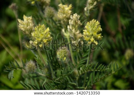 Yellow fluffy flower with shaggy carved leaves