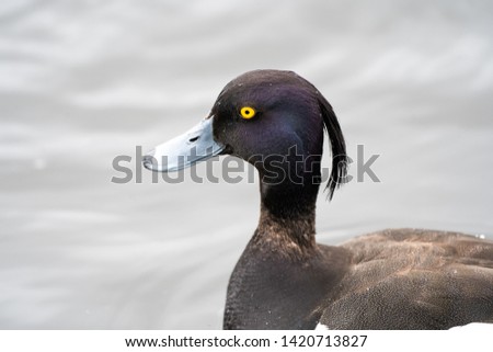 Tufted duck . Tromso, Norway 