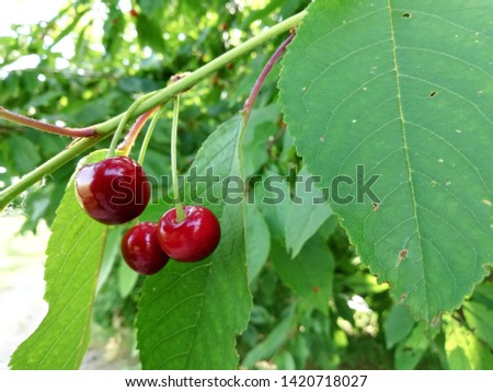 branch of cherry with ripe cherries close up,cherries hang on a cherry tree branch-macro,fresh, ripe cherries on a branch