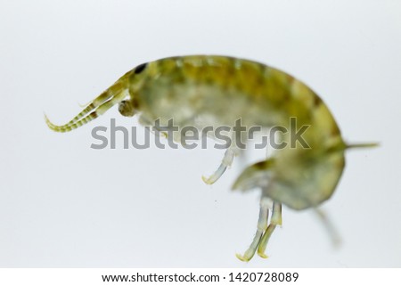 Talitrus Saltator.  Water flea sea. 