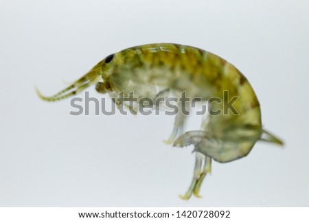 Talitrus Saltator.  Water flea sea. 