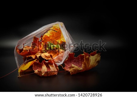 Autumn maple leaves in a cellophane packet.