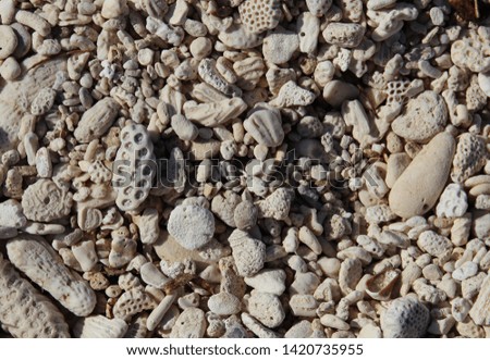 Close up of sand coloured coral and pebbles on beach
