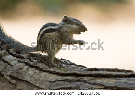 Beautiful Portrait of a Squirrel on the Tree Trunk against a soft green blurry background
