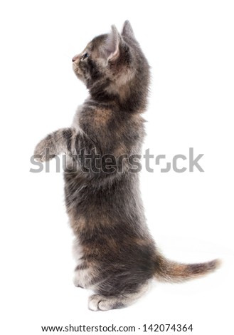 Cute fluffy kitten standing on his hind legs and get ready to catch the front toy