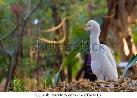  A Portrait of Cattle Egret in its natural habitat in a soft green blurry background